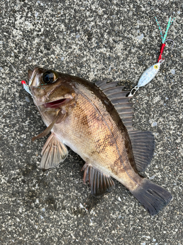 メバルの釣果