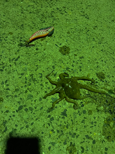 タコの釣果