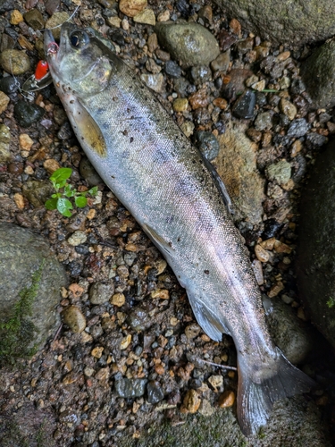 ヤマメの釣果