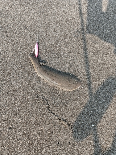 シタビラメの釣果