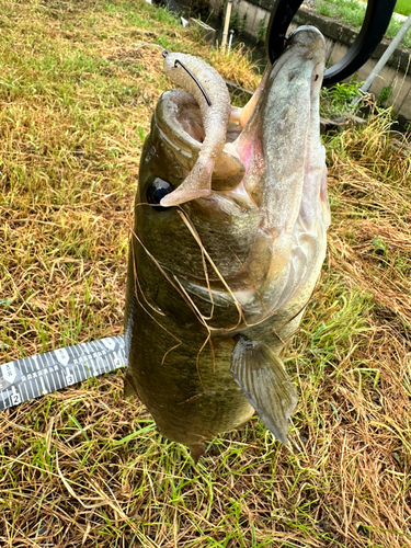 ラージマウスバスの釣果