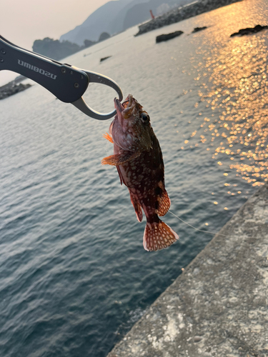 カサゴの釣果