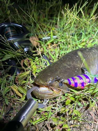 ナマズの釣果