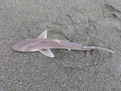 サメの釣果