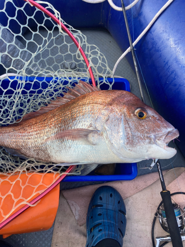 タイの釣果