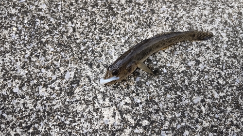 マハゼの釣果