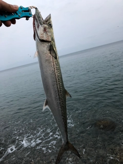 サゴシの釣果