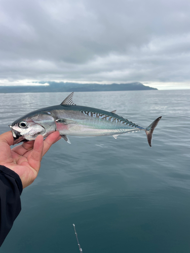 マルソウダの釣果