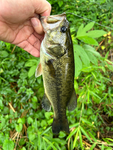 ブラックバスの釣果