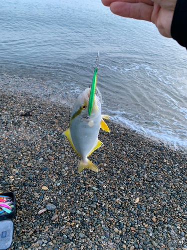 ショゴの釣果