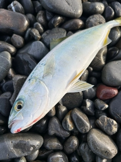 ワカナゴの釣果