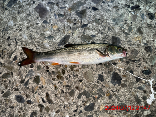 ウグイの釣果