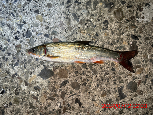 ウグイの釣果