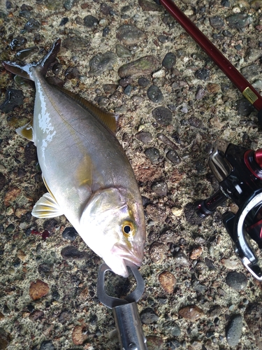 ショゴの釣果