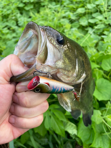 ラージマウスバスの釣果