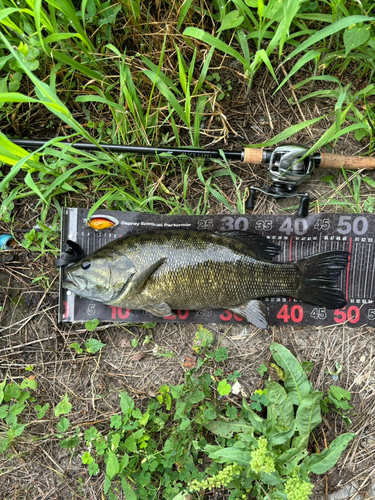 スモールマウスバスの釣果