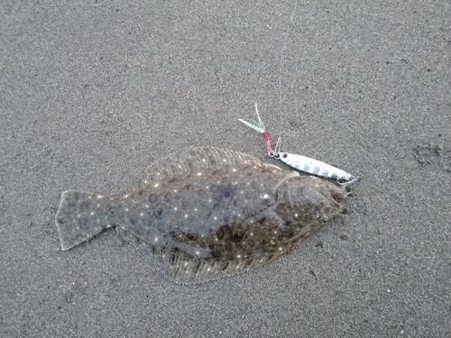 ソゲの釣果