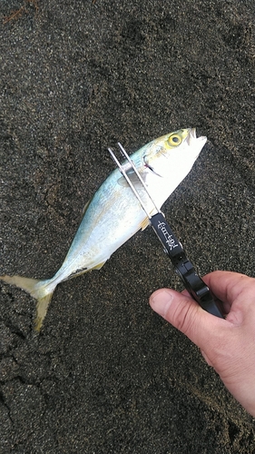 ワカシの釣果