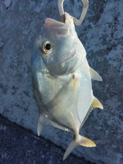 オニヒラアジの釣果