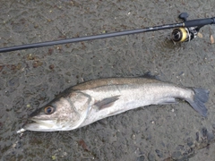 マルスズキの釣果