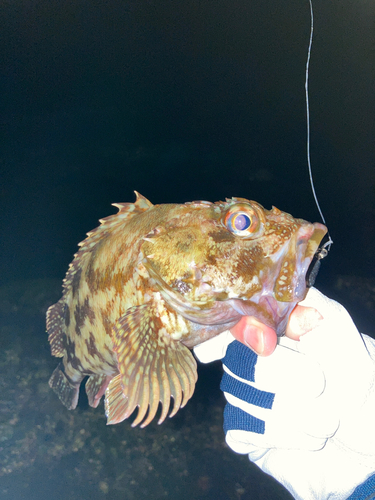 キジハタの釣果