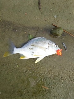 キビレの釣果