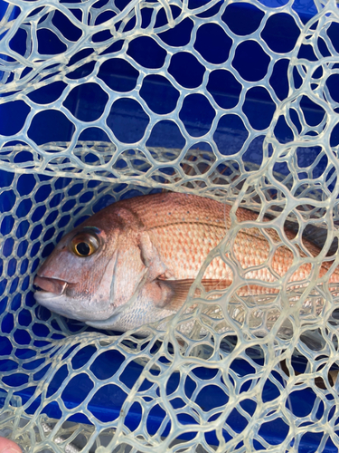 タイの釣果