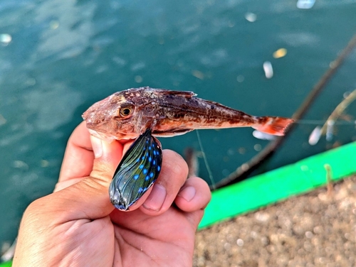 ホウボウの釣果