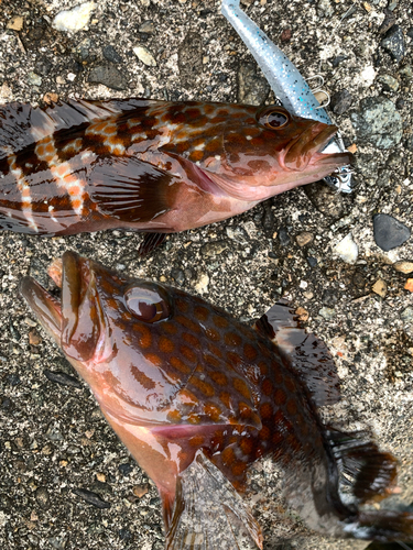 アコウの釣果