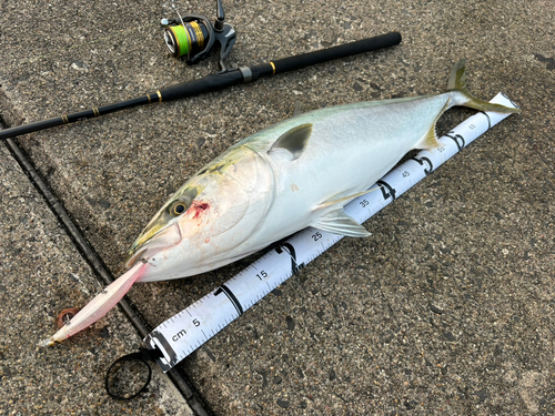 ブリの釣果