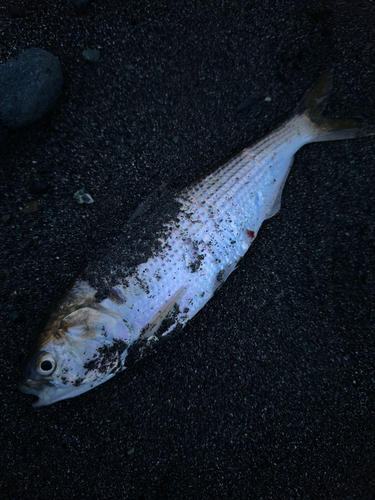 コノシロの釣果