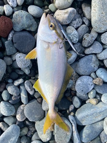 ショゴの釣果