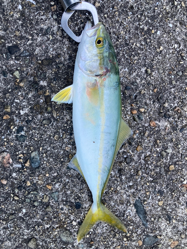 ツバスの釣果