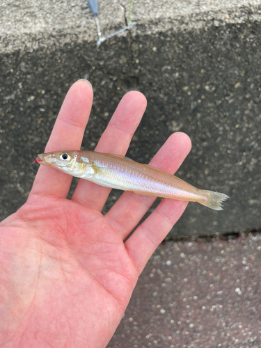 キスの釣果