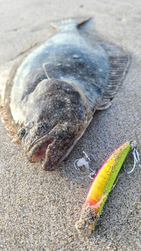 ソゲの釣果