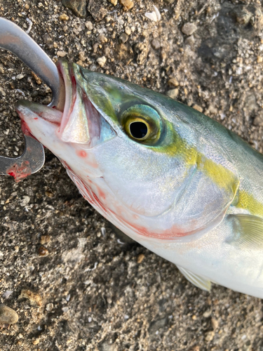 ツバスの釣果