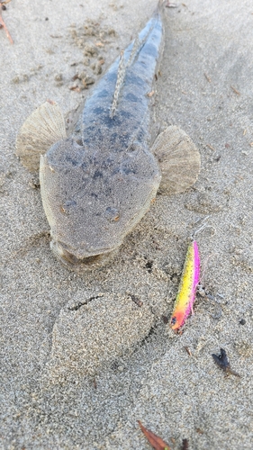 ソゲの釣果