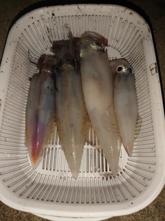 イカの釣果