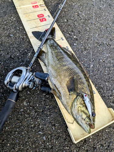 スモールマウスバスの釣果