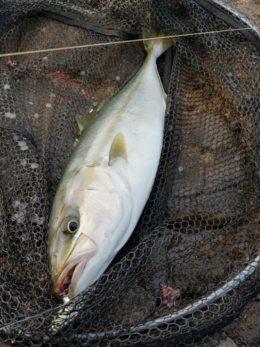 イナダの釣果