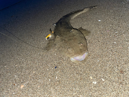 マゴチの釣果