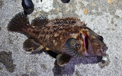 オウゴンムラソイの釣果