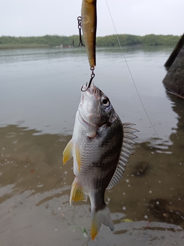 キビレの釣果