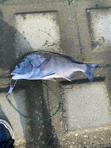 チヌの釣果