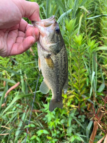 ブラックバスの釣果