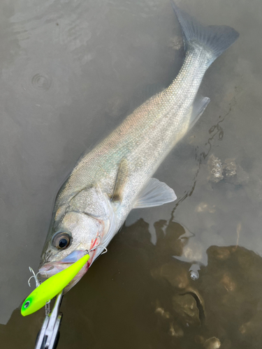 セイゴ（タイリクスズキ）の釣果