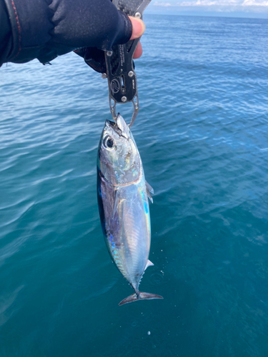 ソウダガツオの釣果