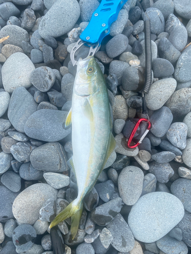 ワカシの釣果