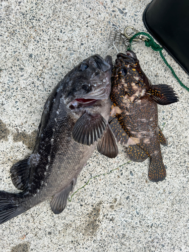 クロソイの釣果