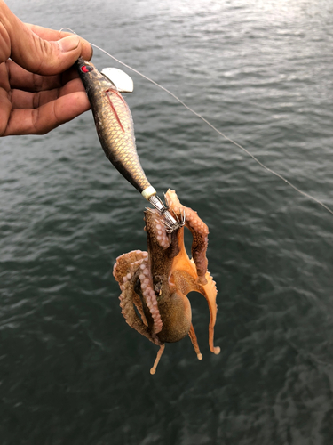 タコの釣果